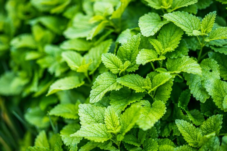 Amazing Uses For Mint Leaves In Your Garden & Home